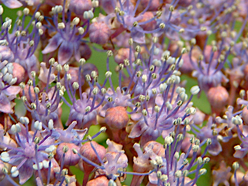 Hydrangea macrophylla