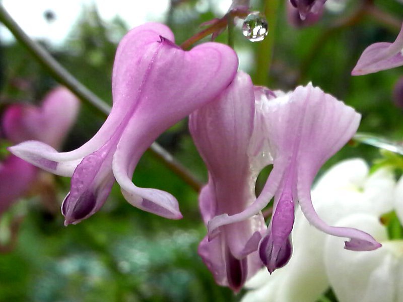 奇妙荷包牡丹 Dicentra Peregrina 科技研花图画书