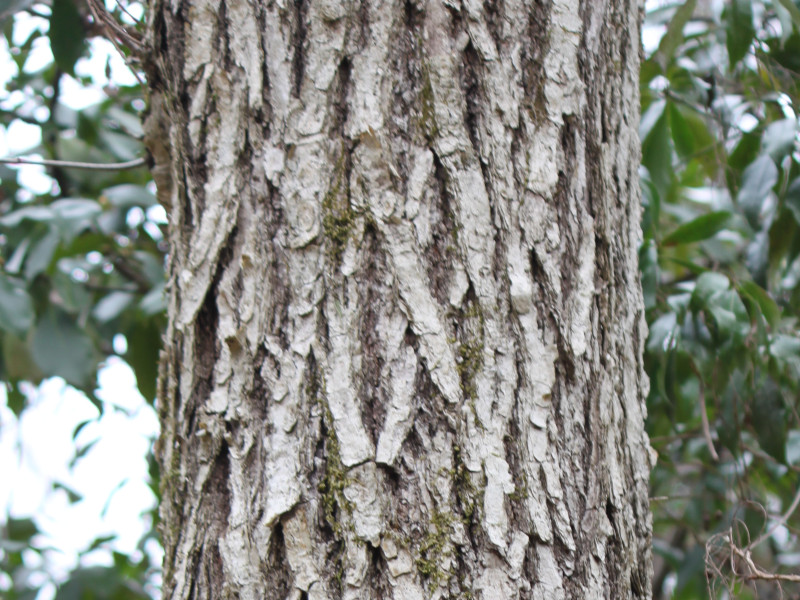 Quercus crispula