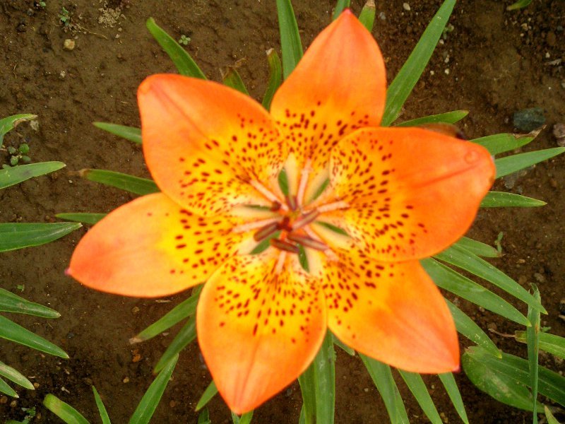 エゾスカシユリ Lilium Pensyvanicum かぎけん花図鑑