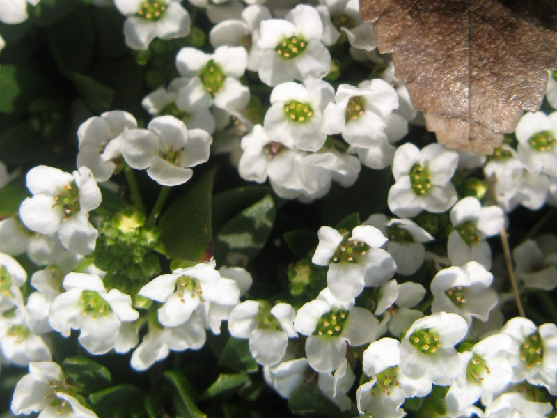 アリッサム Lobularia Maritima かぎけん花図鑑