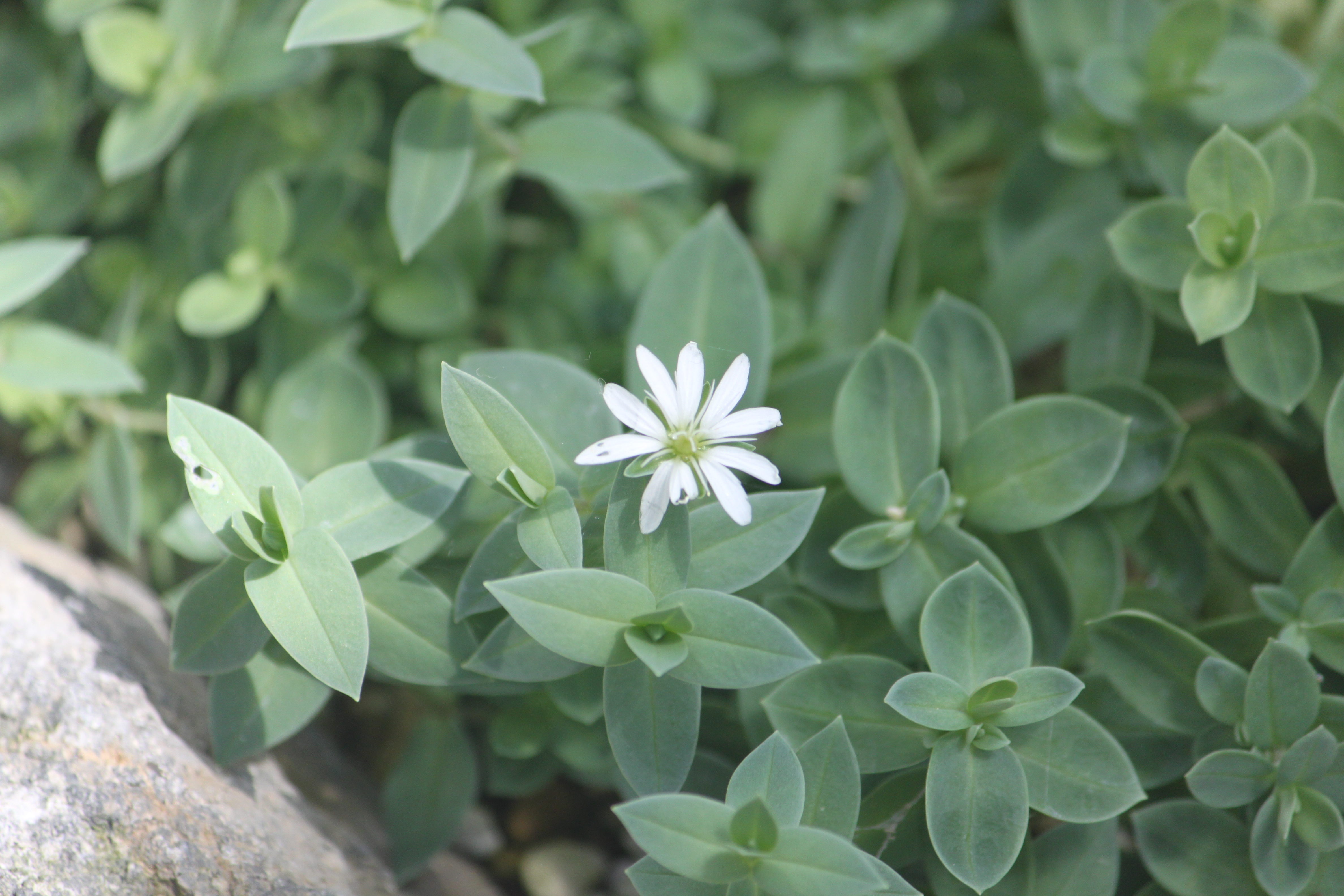 Circumpolar starwort