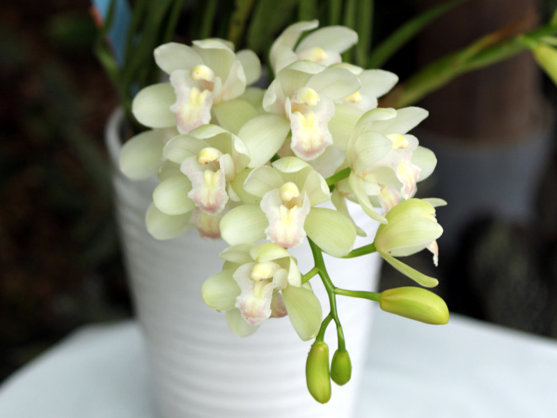 Cymbidium