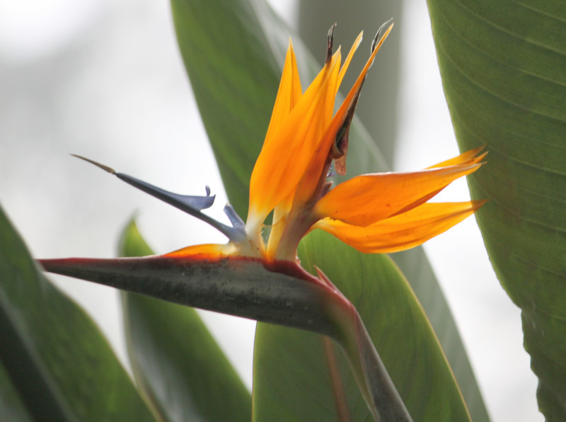 【動物・鳥・花】ゴクラクチョウカ