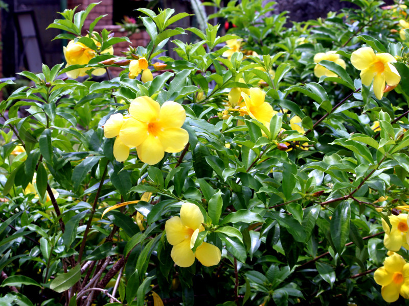 アリアケカズラ Allamanda Cathartica かぎけん花図鑑