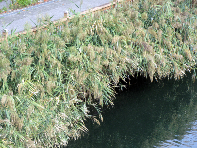 Phragmites australis