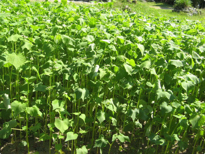 Buckwheat