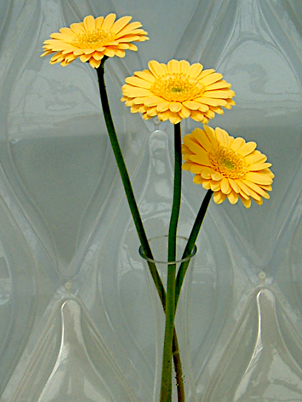 Gerbera