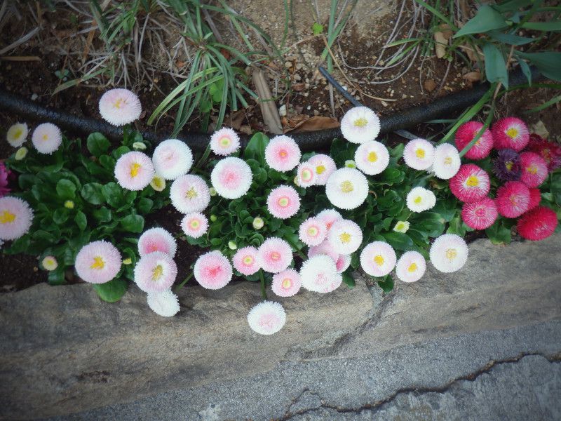 Bellis perennis