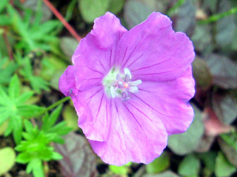 アケボノフウロ Geranium Sanguineum かぎけん花図鑑