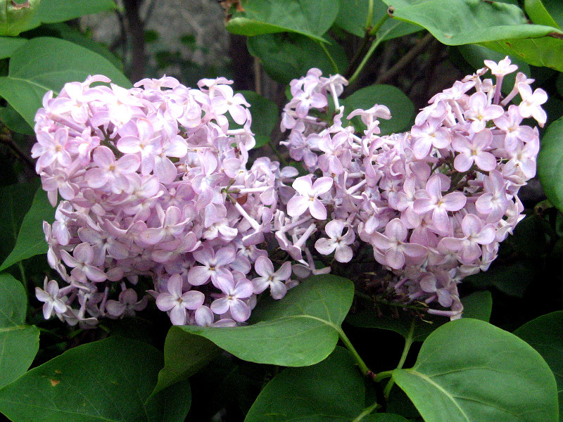 ライラック Syringa Vulgaris かぎけん花図鑑