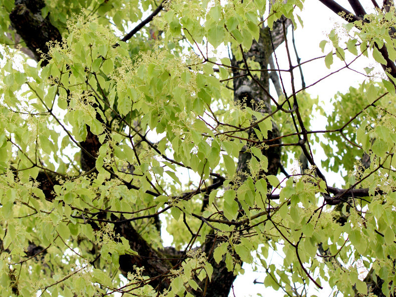 Camphor tree