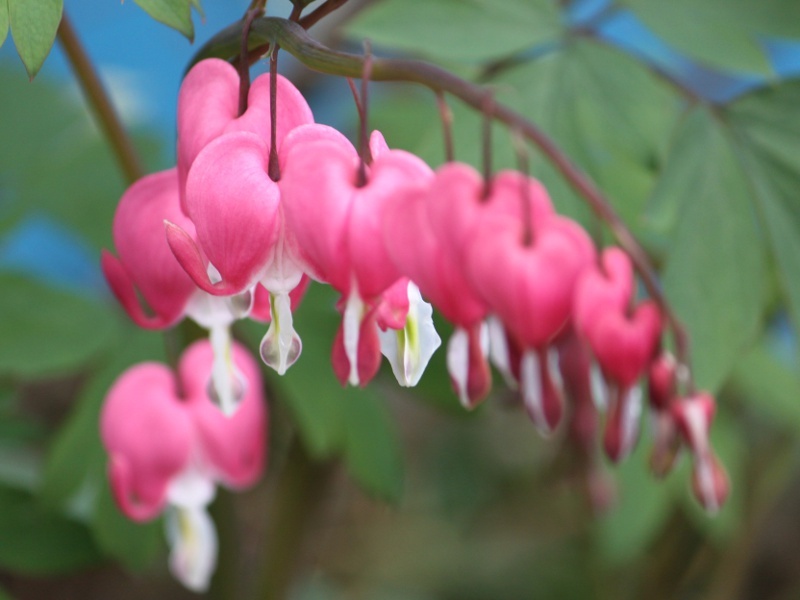 Lamprocapnos spectabilis