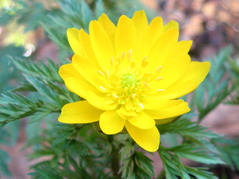 Adonis Amurensis Adonis Ramosa Flower Database