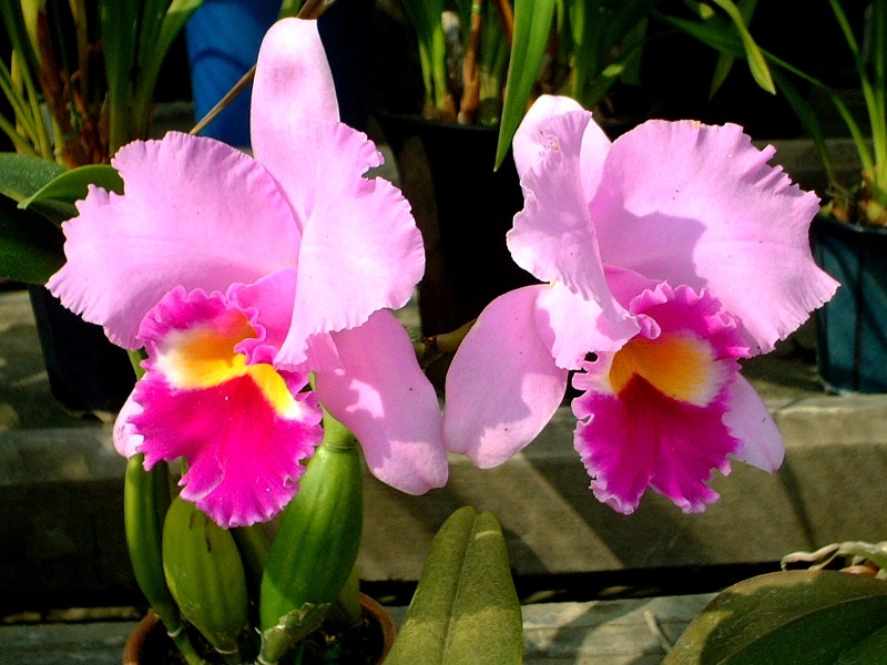 Cattleya