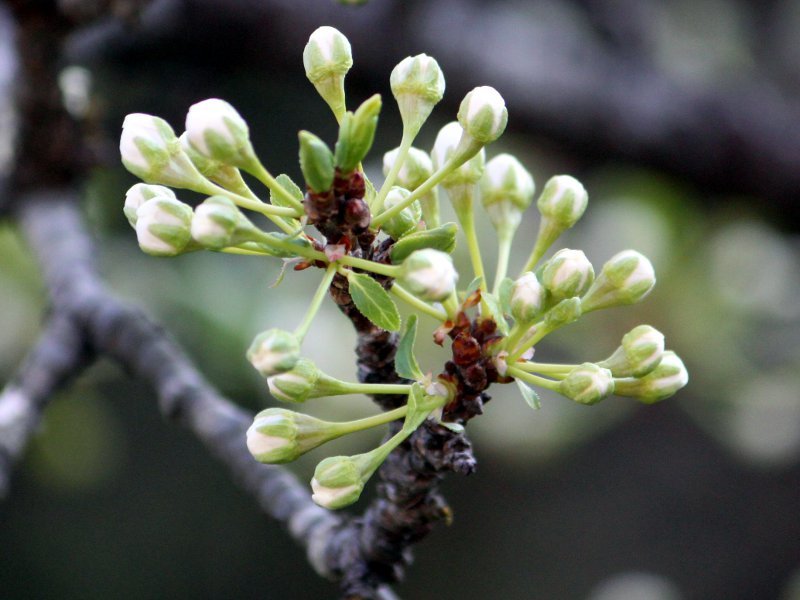 スモモ Prunus Salicina かぎけん花図鑑