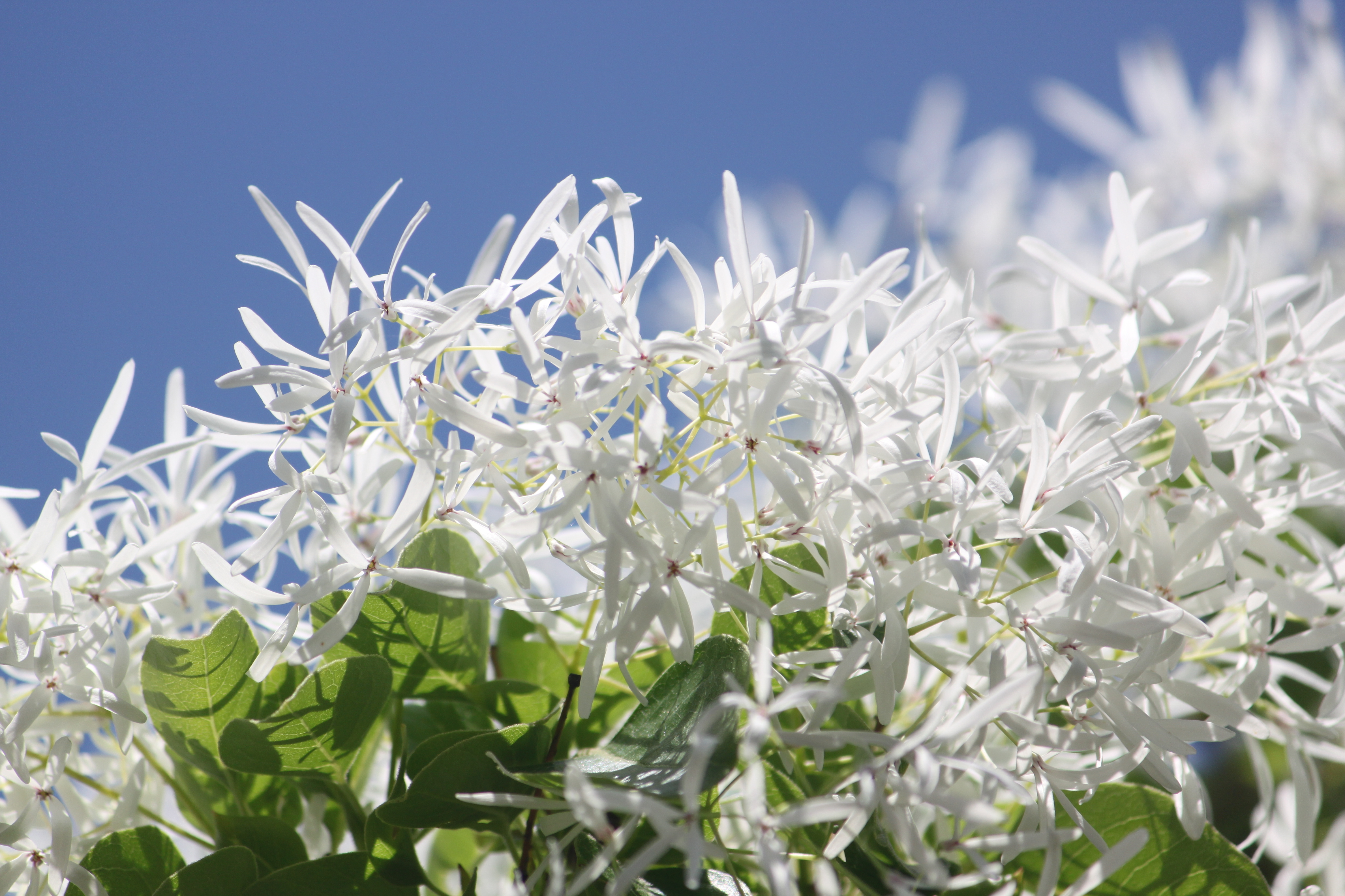 花ら82.なんじゃもんじゃの木　一つ葉タゴ