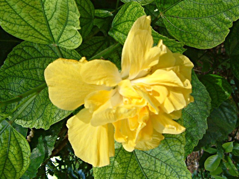 Hibiscus rosa-sinensis 'Mrs. James E. Hendry'