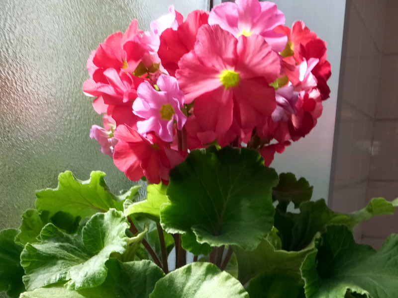 Primula Obconica Primula Obconica Flower Database