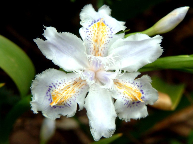 Iris japonica