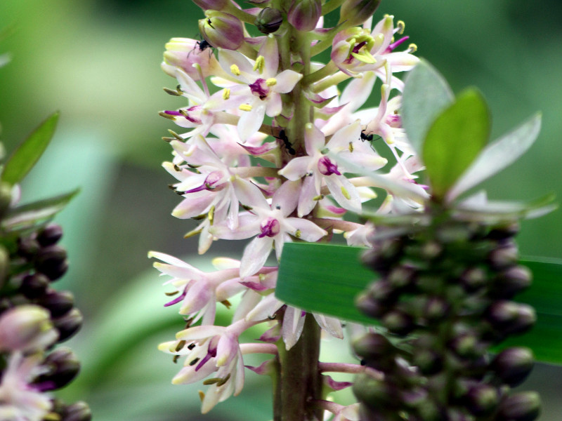 Pinapple Lily