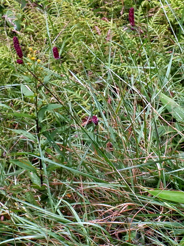 Waremokou or Sanguisorba