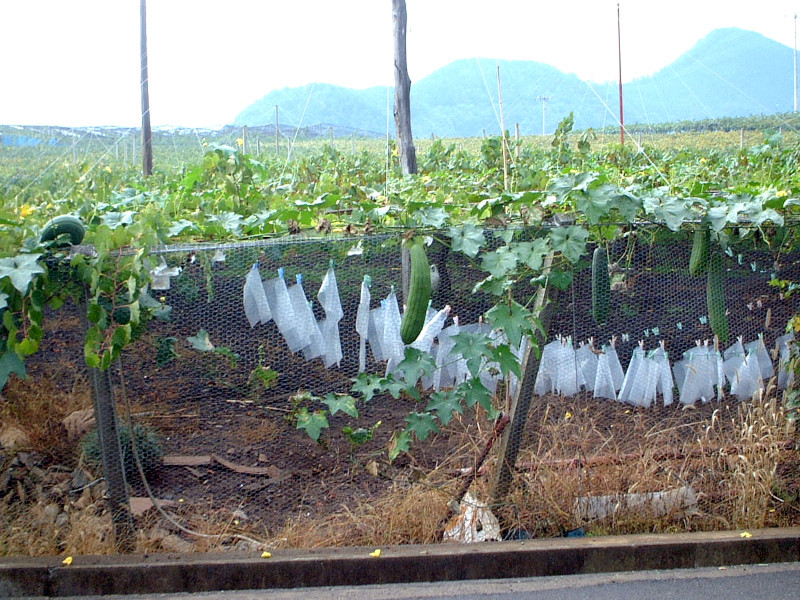 丝瓜 Luffa Cylindrica 科技研花图画书