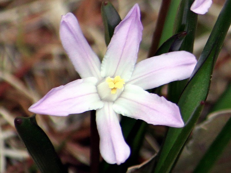 雪光花