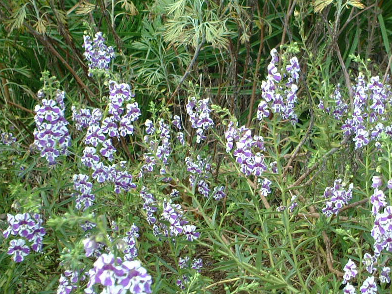 アンゲロニア セレナ パープルストライプ Angelonia Serena Purple Stripe かぎけん花図鑑