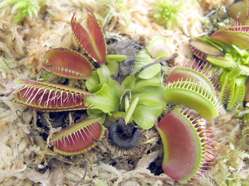 Dionaea muscipula