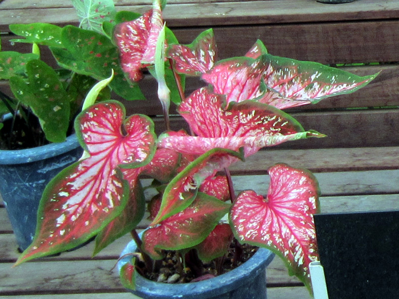 Caladium