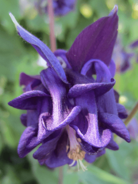  Aquilegia vulgaris