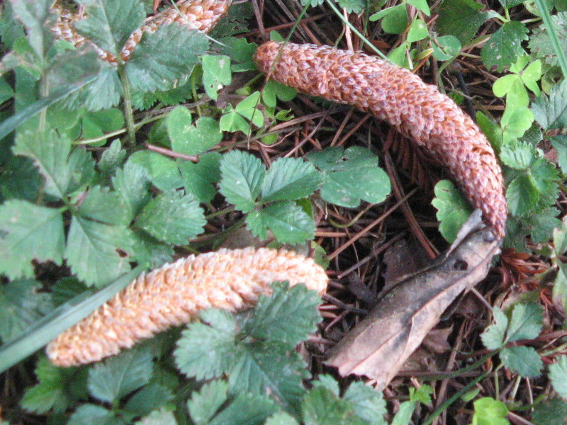 Himalayan Cedar