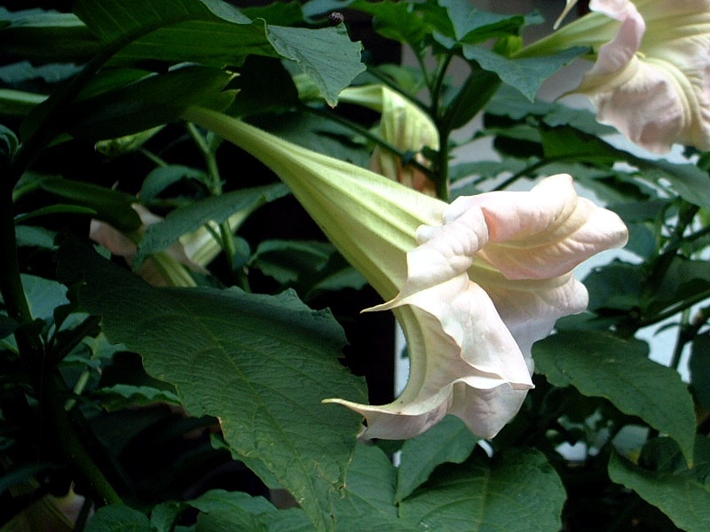 キダチチョウセンアサガオ Brugmansia かぎけん花図鑑