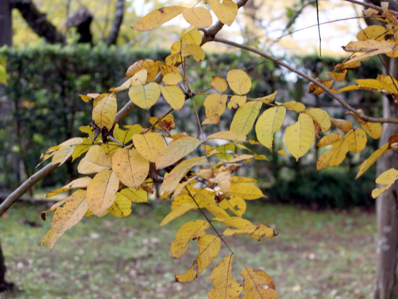 Toxicodendron vernicifluum