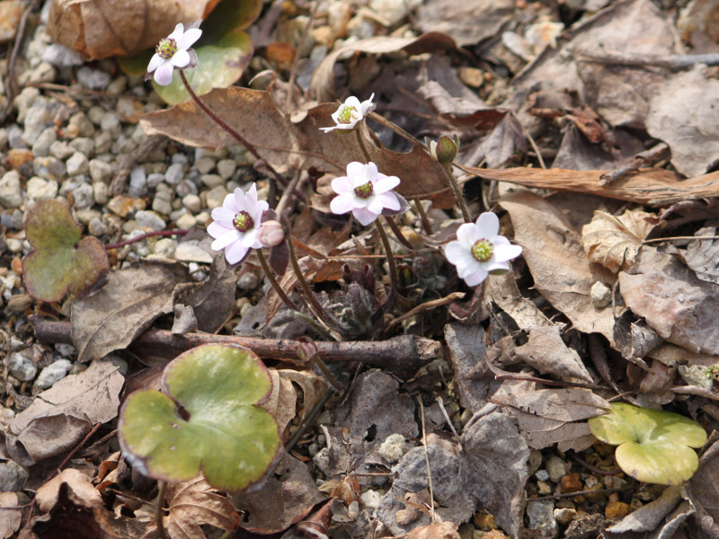 大三角草 Hepatica Nobilis Var Japonica F Magna 科技研花图画书