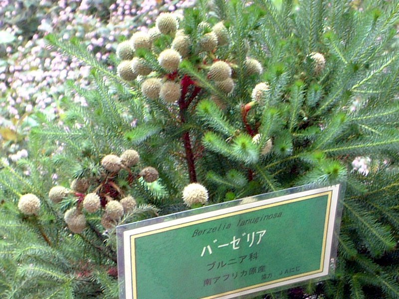 Button Bush