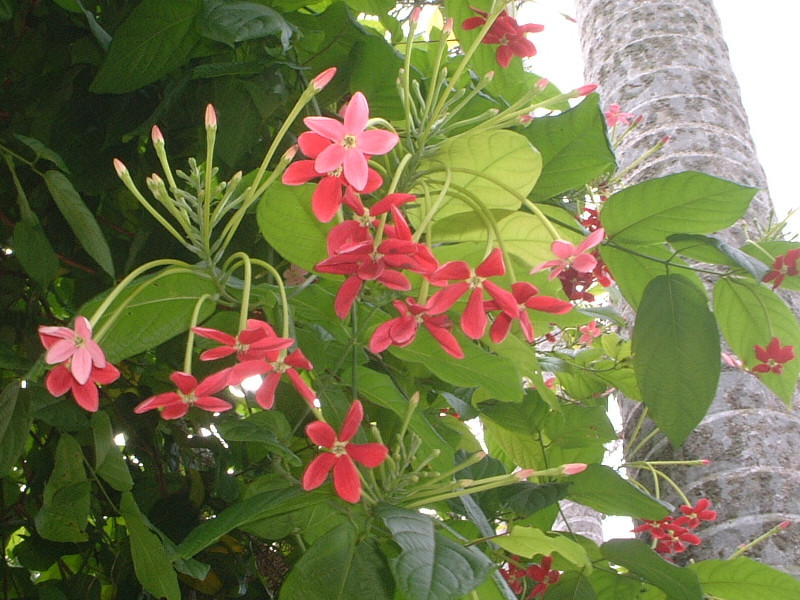 Combretum indicum