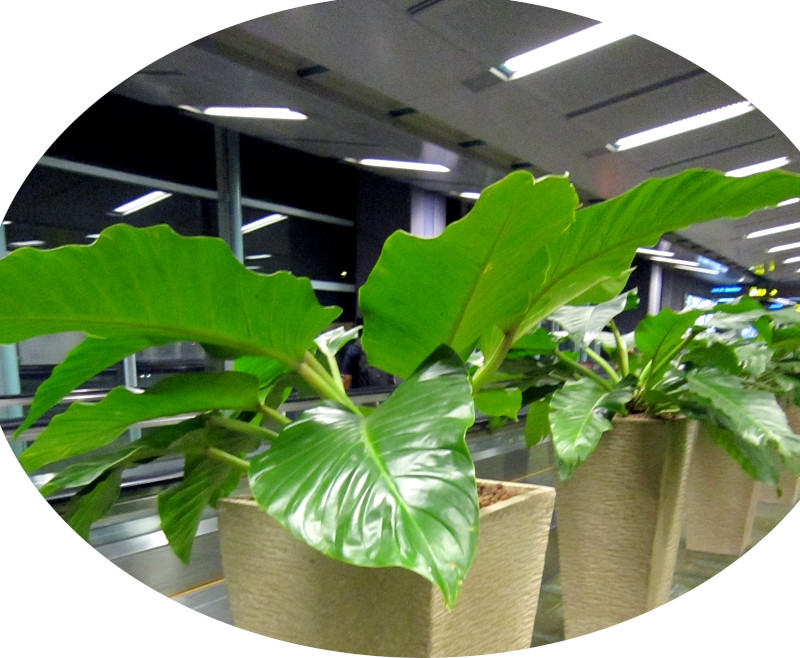 Philodendron