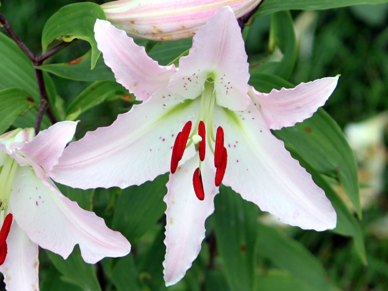 Lily ゆり ユリ 百合 かぎけん花図鑑