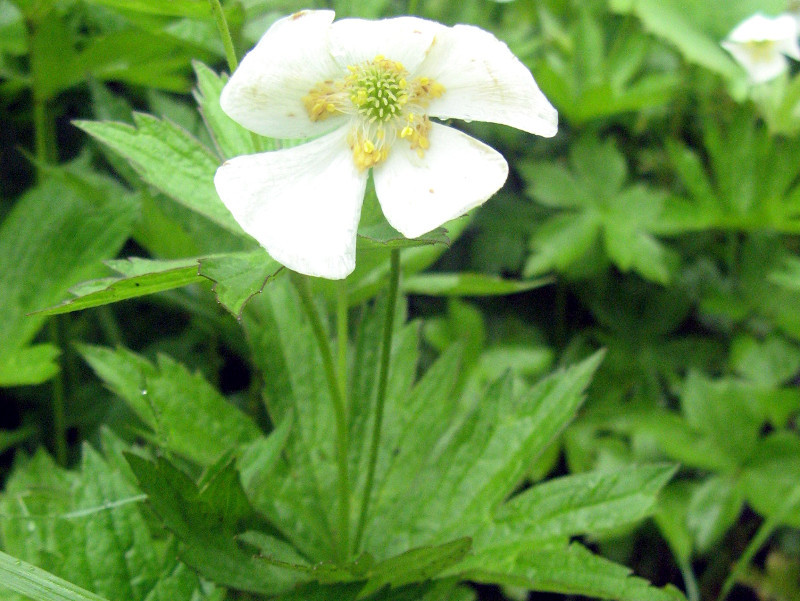 二歧银莲花