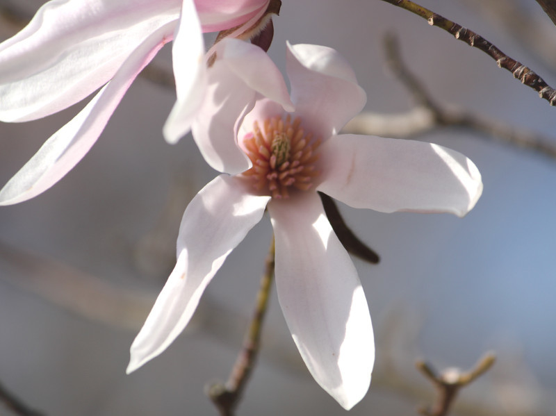 Magnolia 'Robert's Dream'