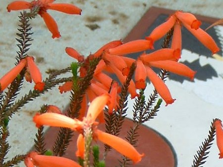 Erica cerinthoides