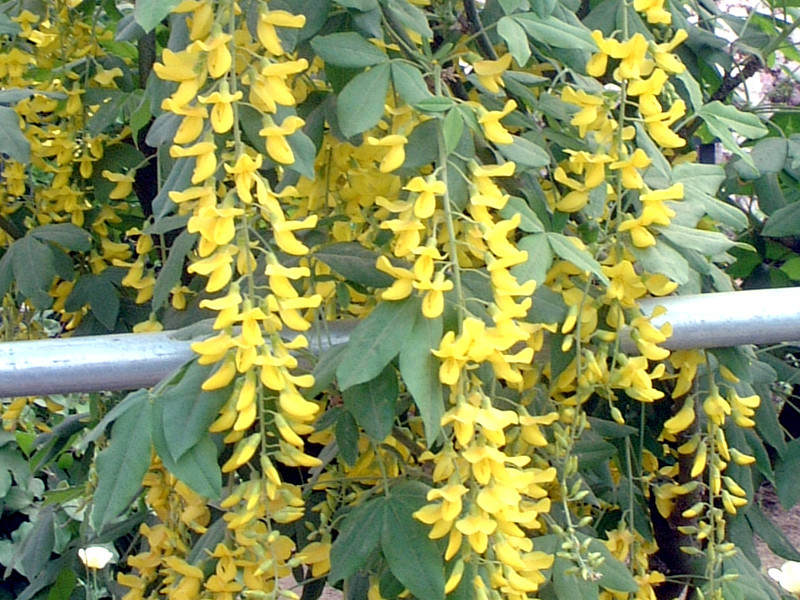 キングサリ Laburnum Anagyroides かぎけん花図鑑