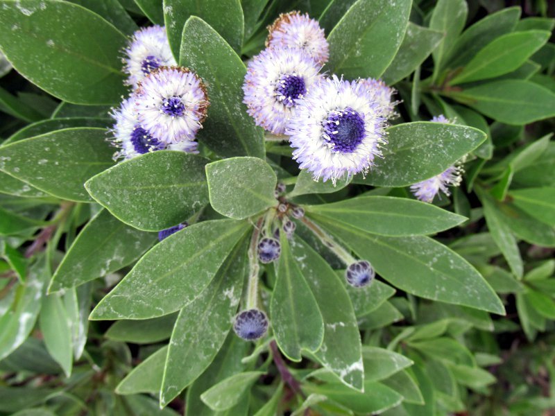 Globularia Blue-Eye