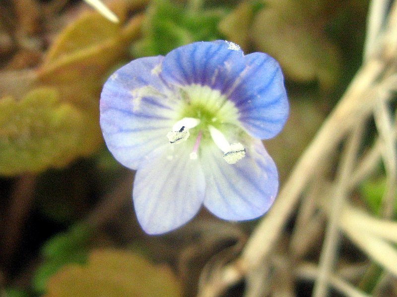 Veronica persica