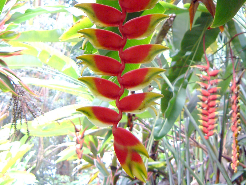 ヘリコニア ロストラタ Heliconia Rostrata かぎけん花図鑑