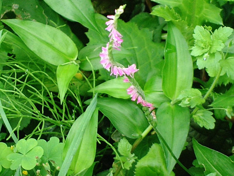 ネジバナ Spiranthes Sinensis かぎけん花図鑑