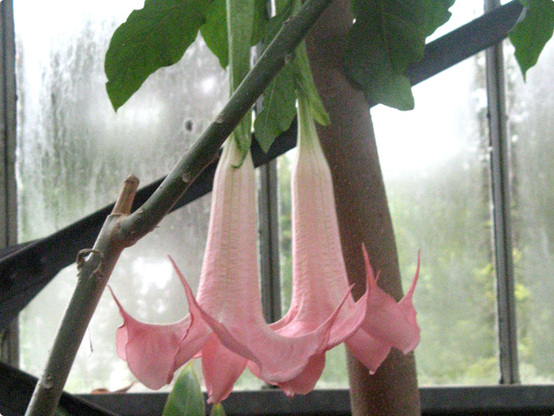 Brugmansia