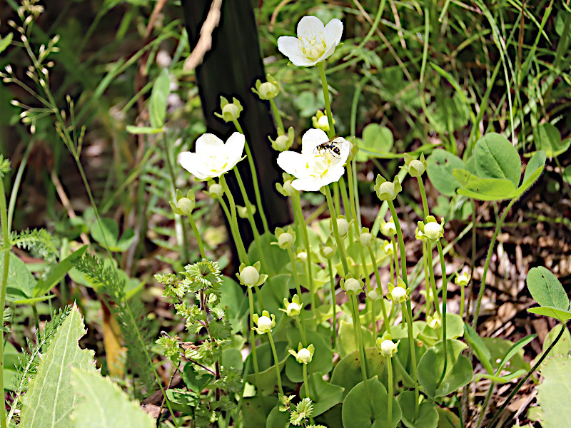 marsh grass of Parnassus